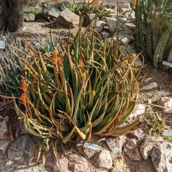 Tucson Botanical Gardens - Tucson