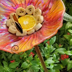 Tucson Botanical Gardens - Tucson