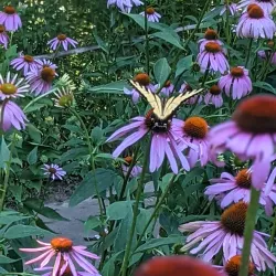 Slaughter Pen Mountain Bike Park - Bentonville