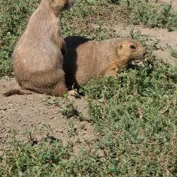 Dakota Zoo - Bismarck
