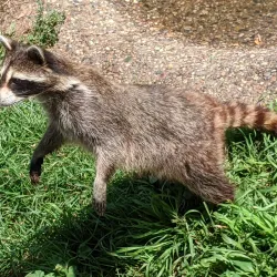 Dakota Zoo - Bismarck