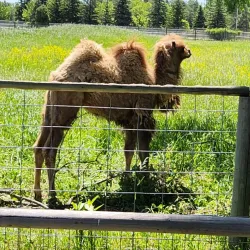 Dakota Zoo - Bismarck