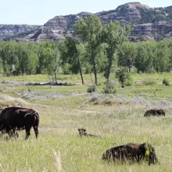 Teddy Roosevelt National Park (nearby) - Bismarck