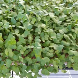 Cabot Farmers Market - Cabot