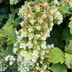 Fayetteville Farmers' Market - Fayetteville