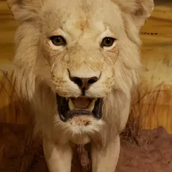 Ralph Foster Museum - Harrison