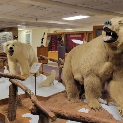 Ralph Foster Museum - Harrison