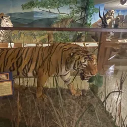 Ralph Foster Museum - Harrison