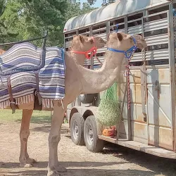Hope Watermelon Festival - Hope