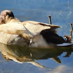 Craighead County Historical Museum - Jonesboro