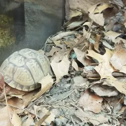 Crowley's Ridge Nature Center - Jonesboro