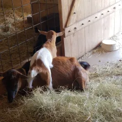 Heifer Village - Little Rock