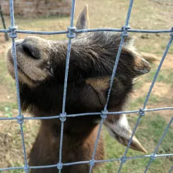 Heifer Village - Little Rock