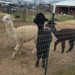 Heifer Village - Little Rock