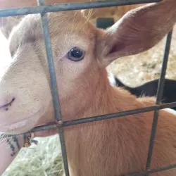 Heifer Village - Little Rock