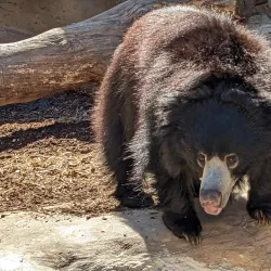 Little Rock Zoo - Little Rock