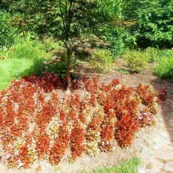 Rim Lakes Golf Club - Mountain Home