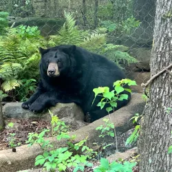 Caldwell Zoo - Pine Bluff