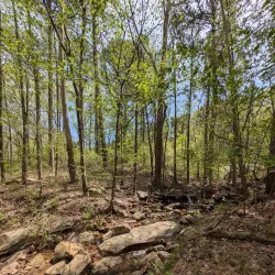 Ouachita National Forest - Waldron