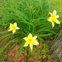 Poteau River - Waldron