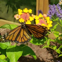 Botanical Garden of the Arkansas Delta - White Hall