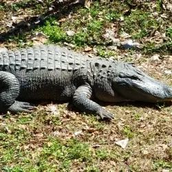 Delta Rivers Nature Center - White Hall