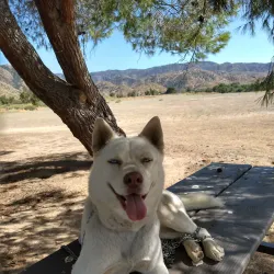 Mojave River Forks Regional Park (nearby) - Adelanto