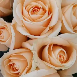 Agoura Hills Farmers Market - Agoura Hills