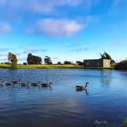 Bay Farm Island Golf Course - Alameda