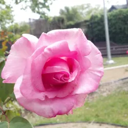 Lincoln Park - Alameda