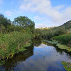 Aliso and Wood Canyons Wilderness Park - Aliso Viejo