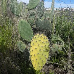 Aliso and Wood Canyons Wilderness Park - Aliso Viejo