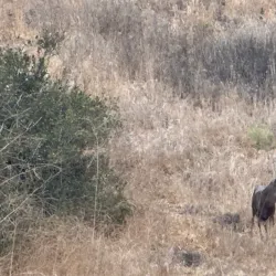 Aliso Viejo Community Park - Aliso Viejo