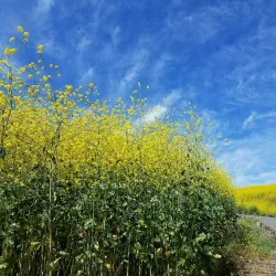 Laguna Niguel Regional Park - Aliso Viejo