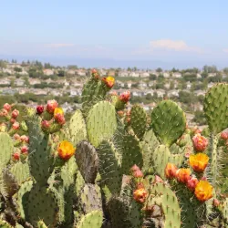 Canyon View Park - American Canyon