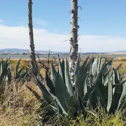 Napa County Wildlife Area - American Canyon