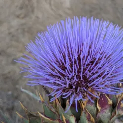 Black Mountain Open Space Park - Apple Valley