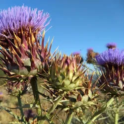 Black Mountain Open Space Park - Apple Valley