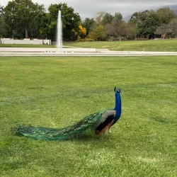 Los Angeles County Arboretum and Botanic Garden - Arcadia