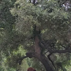 Santa Anita Canyon - Arcadia