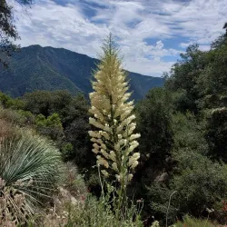 Santa Anita Canyon - Arcadia