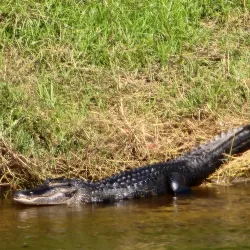 Veterans Park - Arcadia