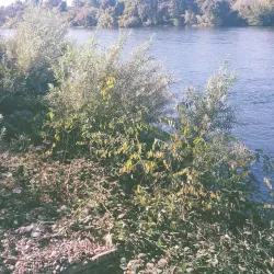 American River Parkway - Arden-Arcade