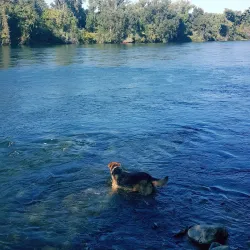 American River Parkway - Arden-Arcade