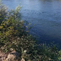 American River Parkway - Arden-Arcade