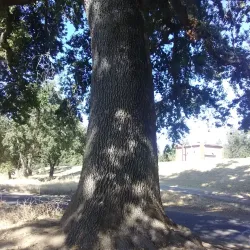 American River Parkway - Arden-Arcade