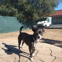 Carmichael Park - Arden-Arcade