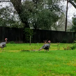 Del Paso Regional Park - Arden-Arcade