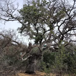 Del Paso Regional Park - Arden-Arcade