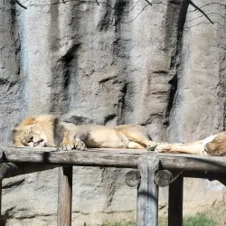 Sacramento Zoo - Arden-Arcade